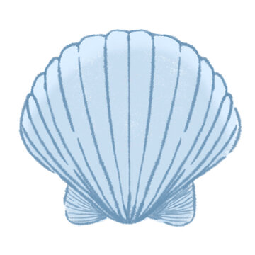 sea shell 