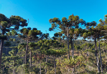 Obraz premium pine trees in the mountains