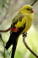 The male Regent Parrot has a general yellow appearance with the tail and outer edges of the wings being dark blue-black