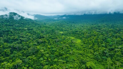 Ecological impact climate recovery concept. Lush green rainforest with misty mountains in the background.
