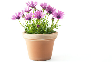 Obraz premium A small pink flower pot with a single pink flower in it