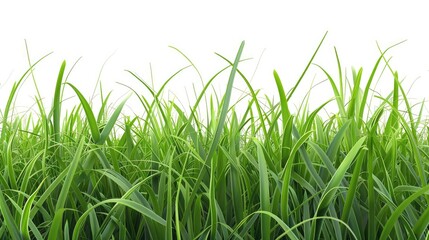 Fototapeta premium pattern of vibrant green grass
