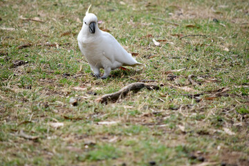 The sulphur crested cockatoo is a white bird with a yellow crest.