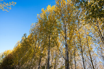 Fototapeta premium Autumn nature landscape of colorful forest