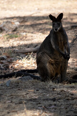 Fototapeta premium this is a female swamp wallaby