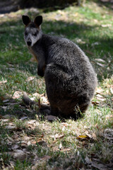 The swamp wallaby has dark brown fur, often with lighter rusty patches on the belly, chest and base of the ears.