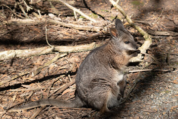 the tammar wallaby has a joey in its pouch