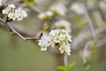 Pear flower in full bloom in spring