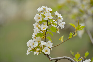 Pear flower in full bloom in spring