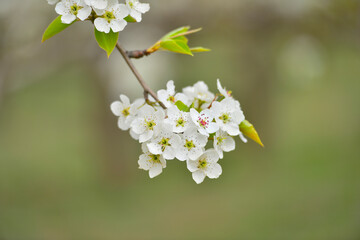 Pear flower in full bloom in spring