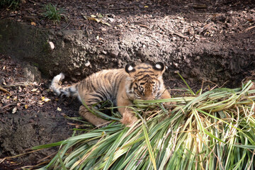 Tiger cubs are born with their stripes and only drink their mothers milk until they are 6 months old