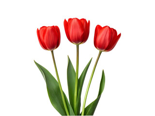 Fototapeta premium Three Vibrant Red Tulips Isolated on a transparent Background