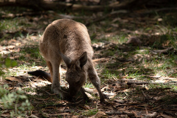 the joey western grey kangaroo is in the forest