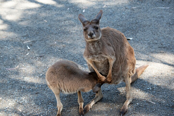 the joey is trying to get milk from its mothers pouch