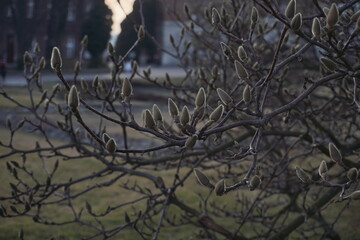 The branches with swollen magnolia buds in spring on blurred background
