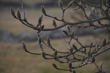 The branches with swollen magnolia buds in spring on blurred background