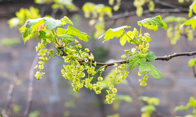 A bush of flowering currants in the garden in early spring 