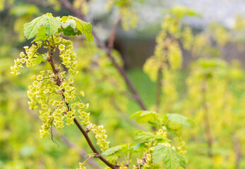 A bush of flowering currants in the garden in early spring 