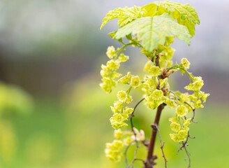 A bush of flowering currants in the garden in early spring 