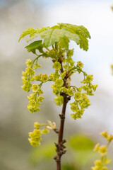A bush of flowering currants in the garden in early spring 