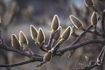 The branches with swollen magnolia buds in spring on blurred bac