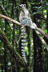 Ring-tailed lemur - lemur catta, sitting on a tree and looking around © milkovasa