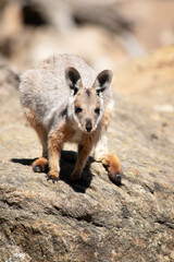 this is a joey yellow footed rock wallaby