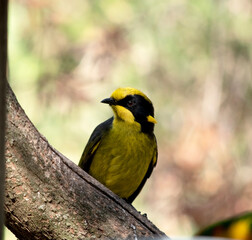 Obraz premium the yellow tufted honeyeater has a bright yellow forehead, crown and throat, a glossy black mask and bright golden ear-tufts.