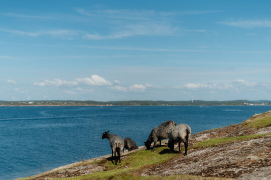 Sheep on a rocky coastal islet, one looking at camera, Frilles&aring;s, Sweden