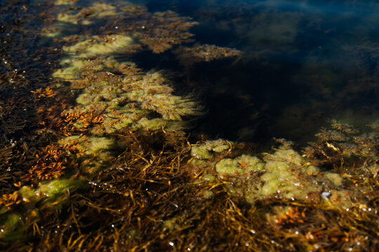 Seaweed and green algae floating in clear ocean water, Sweden