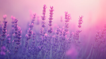 Obraz premium Tranquil lavender field at sunset with soft pink and purple hues