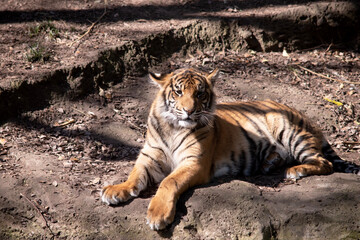 Young tigers have all their stripes and markings. They are learning to be powerful hunters while playing