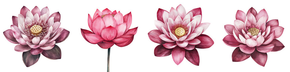 Obraz premium Vibrant pink lotus flowers beautifully blooming in a serene pond creating an enchanting aquatic nature scene The delicate petals and graceful form of the lotus blossoms evoke a sense of tranquility