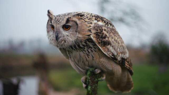 Focused expression on face of Siberian Eagle-Owl leaning forward perched on pole