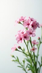 Clusters of gypsophila, pristine white backdrop Fine detail visible , floral, blossom