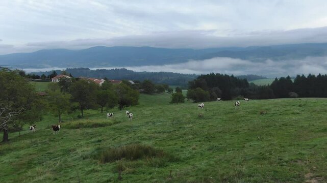 Cows grazing in lush green pasture, rolling hills landscape, bare tree in foreground, France. Aerial sideways, low altitude