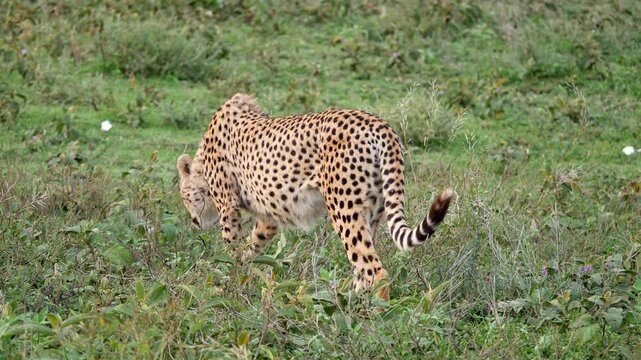 Cheetah ghepard animal wildlife wild large cat Tanzania safari excursion savanna
