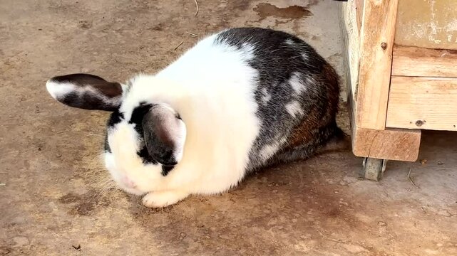 4k うさぎが小屋で寒そうにしているところ