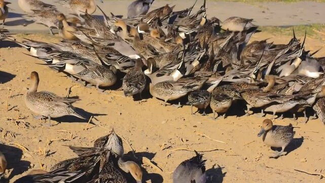餌を取り合うオナガガモたち