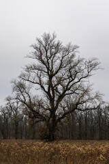 Oak tree without leaves in spring on a meadow with withered autumn grass against a gloomy sky. Spring depressive landscape