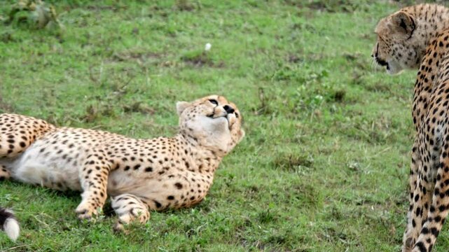 Cheetah wildlife ghepard safari group wild animals large cat Tanzania fauna