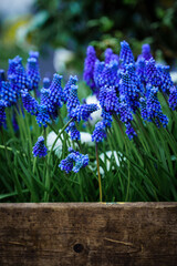 Obraz premium Bright blue muscari flowers planted in a wooden box. Vertical background