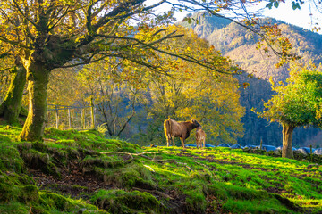 Cows grazing in a meadow with lush green grass and autumn trees