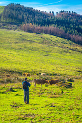 Fototapeta premium A photographer photographing cows on the top of Mount Adarra in Urnieta. Gipuzkoa, Basque Country