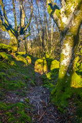 A beech forest on the summit of Mount Adarra in Urnieta. Gipuzkoa, Basque Country