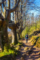 A man walking in the green beech forest of Monte Adarra in Urnieta. Gipuzkoa, Basque Country