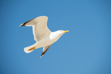 Fototapeta premium Seagull flying over beach in the Mediterranean