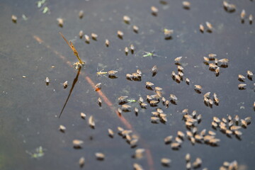 Ephydridae or shore flies. This is a family of insects in the order Diptera. It is tiny flies...