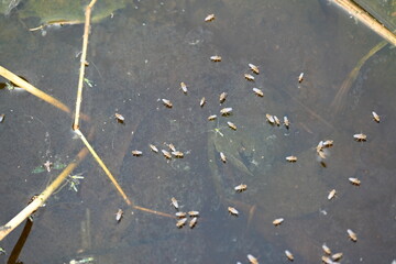 Ephydridae or shore flies. This is a family of insects in the order Diptera. It is tiny flies...