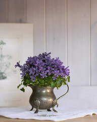 Kleine Mini Glockenblume in Blumenvase, im Zimmer auf Möbel